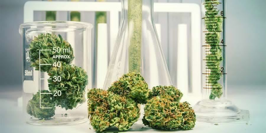 Cannabis: Un’Erba Chimicamente Molto Complessa