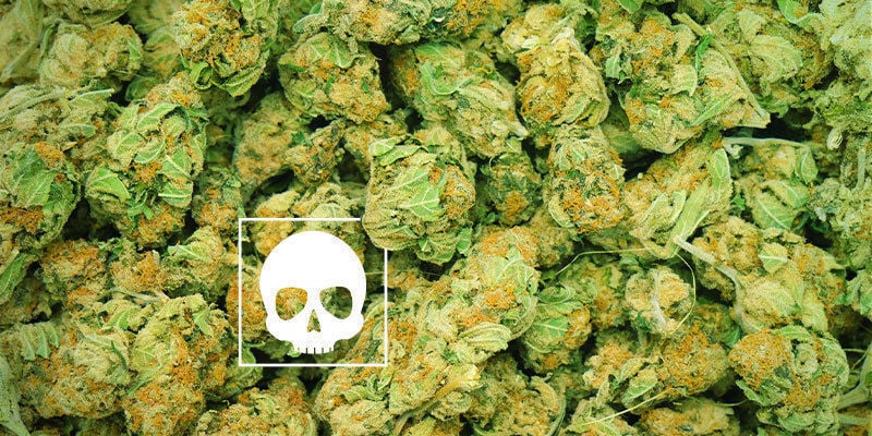 Quanta Cannabis È Letale?