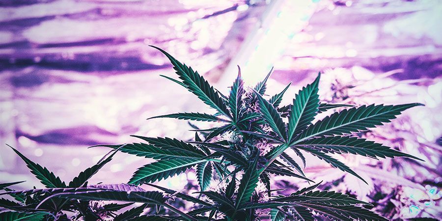 È Necessario Regolare Periodicamente L'Altezza Delle Lampade Da Coltivazione? - Cannabis
