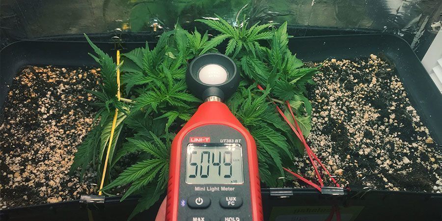 Usare Un Luxmetro O Un Misuratore Di PAR - Cannabis