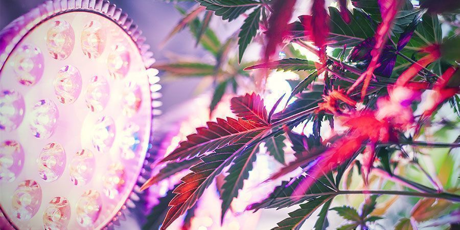 Perché La Distanza Delle Lampade Da Coltivazione È Importante? Cannabis