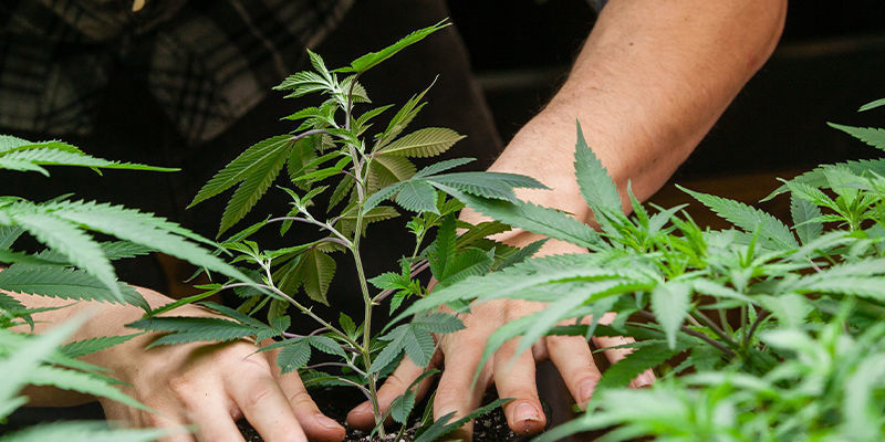 Quanta CO₂ è Necessaria per Coltivare la Cannabis?