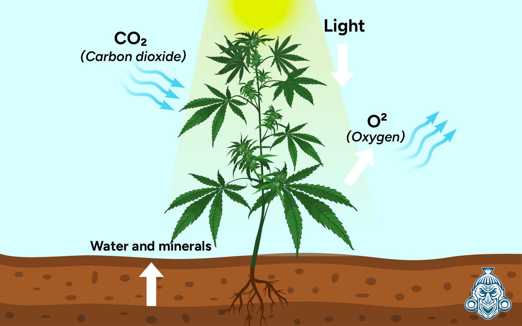 Perché l'Anidride Carbonica (CO₂) È Importante per le Piante di Cannabis?