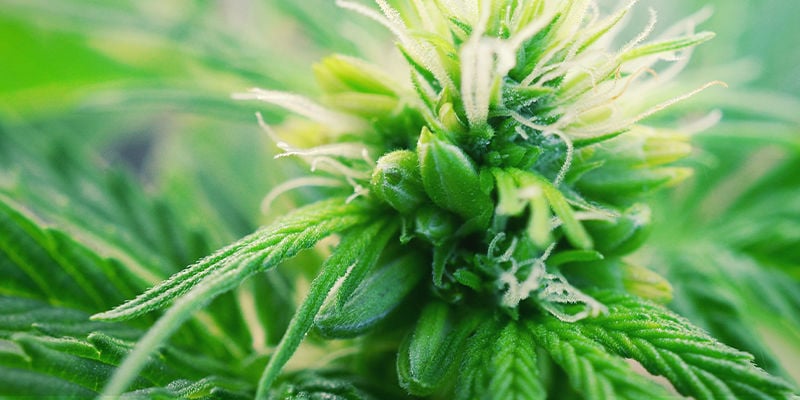 Cosa Sono le Piante di Cannabis Ermafrodite?