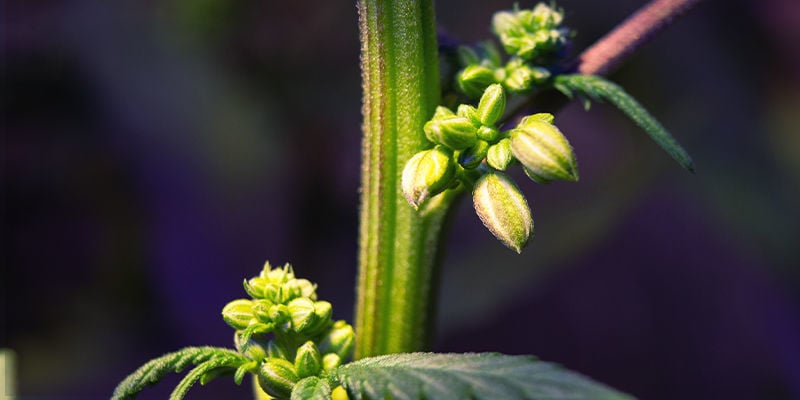 Come Identificare le Piante di Cannabis Maschio o Ermafrodite