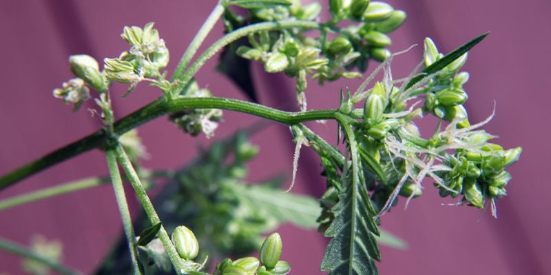 Dove Cercare i Segni nelle Piante di Cannabis Maschio o Ermafrodite