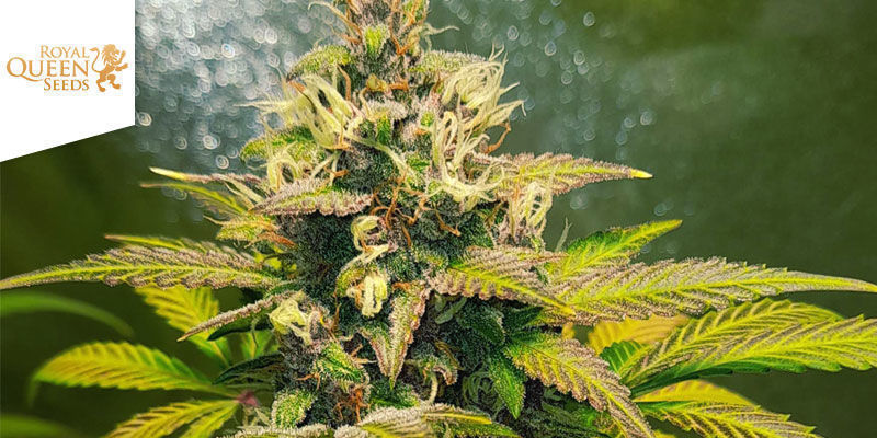 Purple Queen Automatic — Royal Queen Seeds