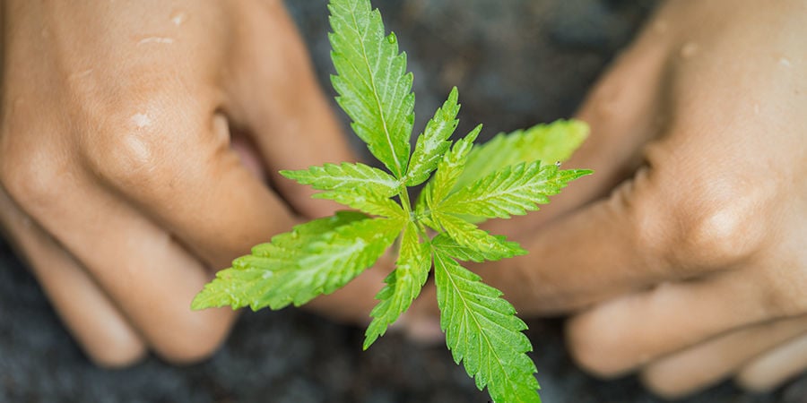 Coltivare Cannabis Nel Terreno