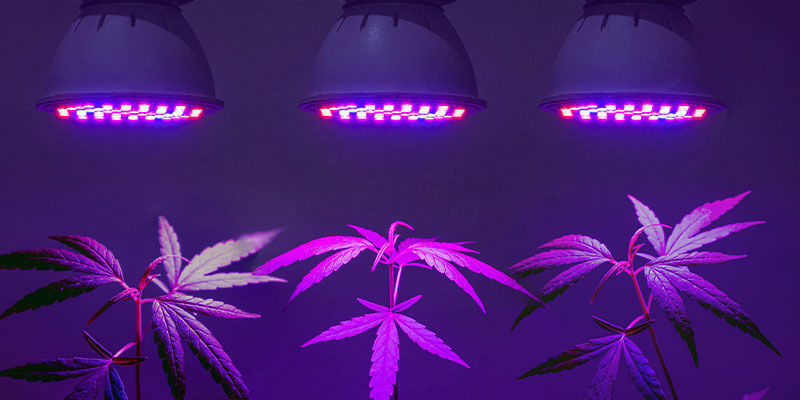 Sono Necessarie Delle Lampade UV Specificamente Progettate Per La Cannabis?