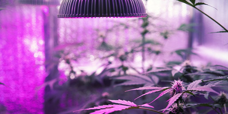 Come Fornire Luce UV Alle Piante Di Cannabis