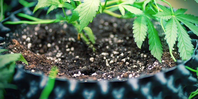 Mega Fiori Cannabis: Utilizzare Silice con Terreno