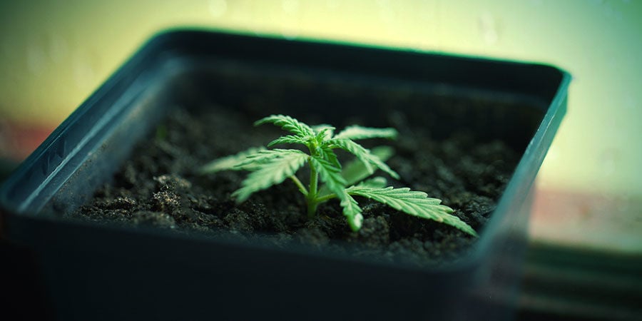 Coltivazione Della Cannabis Di Vasi