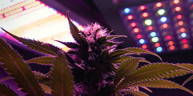Spettro Luminoso Per Piante Di Cannabis In Fioritura