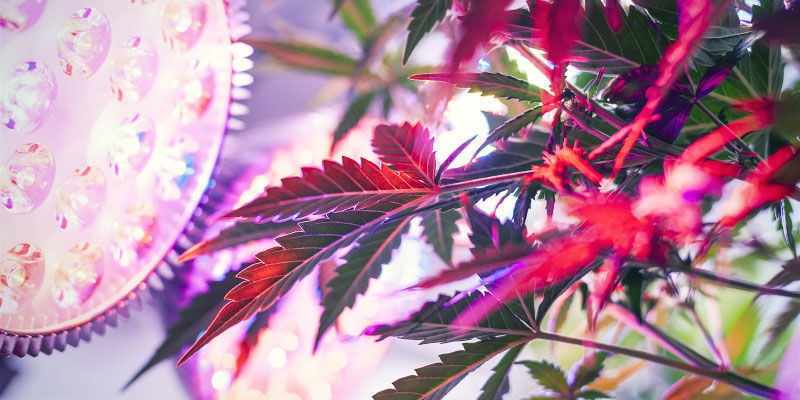 Di Quale Spettro Luminoso Hanno Bisogno Le Piante Di Cannabis?