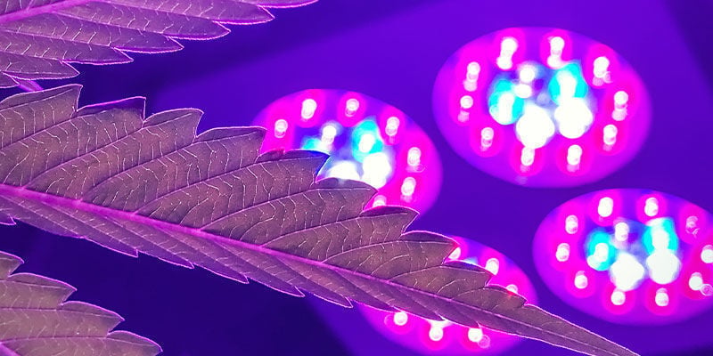 Quale Lampada Di Coltivazione Ha Il Miglior Spettro Luminoso Per La Cannabis?
