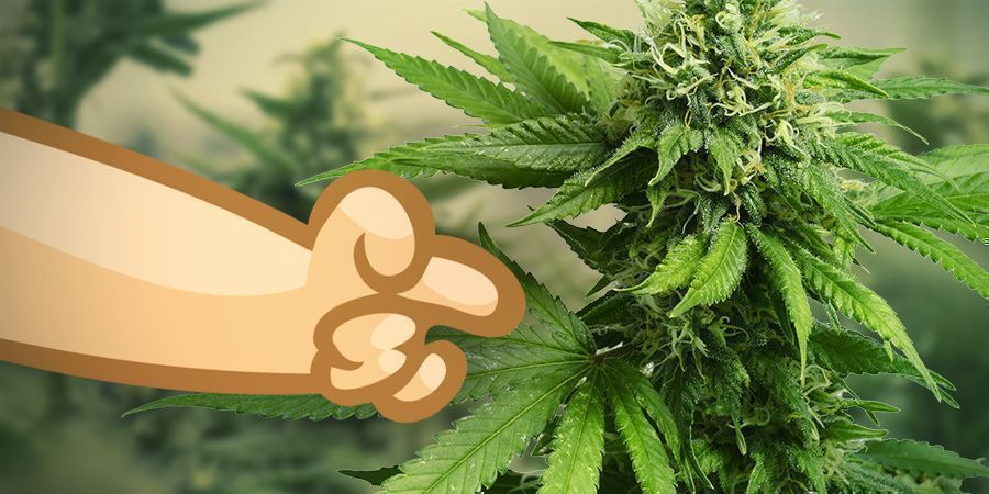 Usate Varietà Cannabis Sativa Per Aumentare Le Pulsazioni