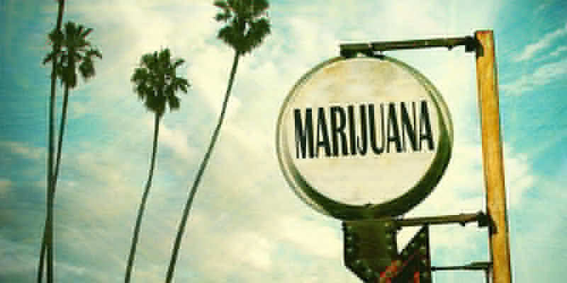 OG Kush Cannabis: Nata ed Ibridata in Florida?