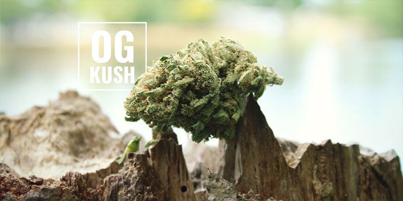 OG Kush Cannabis: Cosa Significa La Sigla OG?