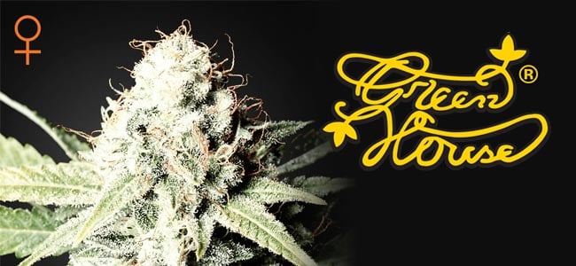 Great White Shark Greenhouse Seeds