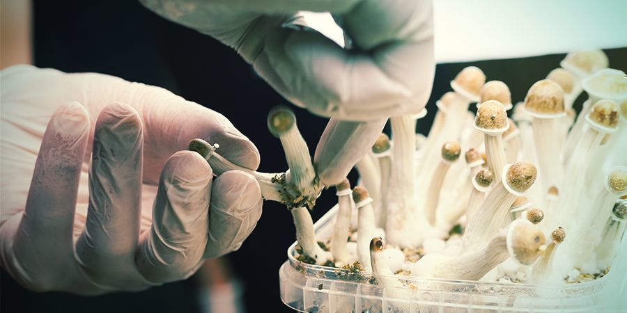 Perché La Tecnica Di Sterilizzazione È Fondamentale Quando Si Coltivano Funghi Allucinogeni
