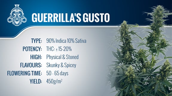 Guerrilla's Gusto (Sensi Seeds) Regular