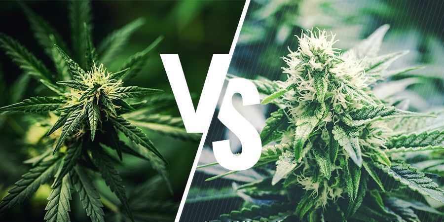 Che Differenza C'È Tra Canapa E Cannabis?