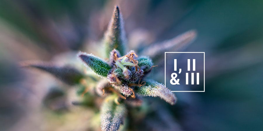 Un Breve Appunto Sulla Classificazione Di Cannabis Di Tipo I, II E III
