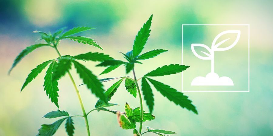 Che Cosa Sono le Plantule di Cannabis?