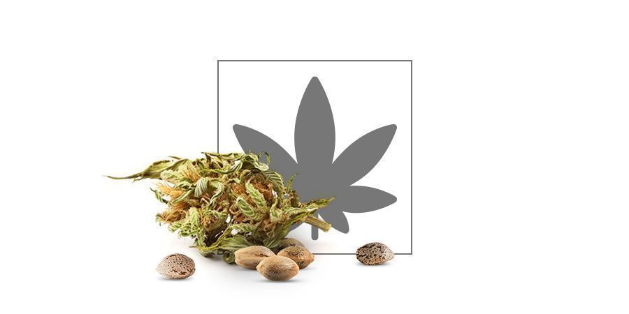 Catalogo di semi di cannabis