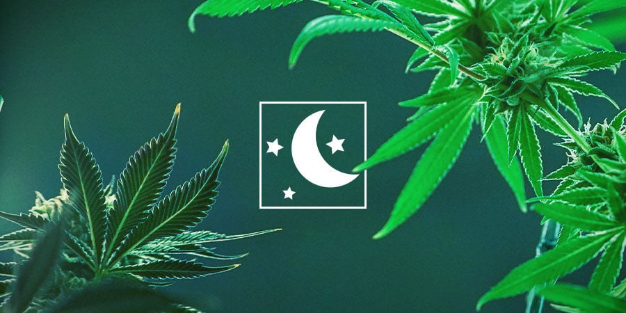 Scegli Il Tipo Di Cannabis Che Si Adatta Alle Tue Esigenze