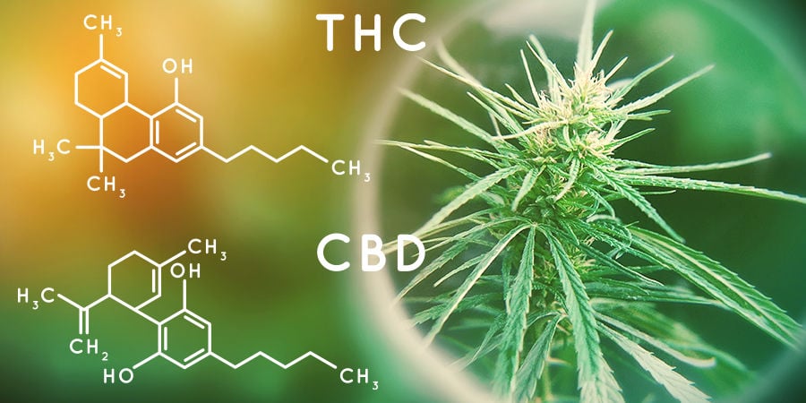 Seedfinder semi di cannabis: Contenuto Di Cannabinoidi