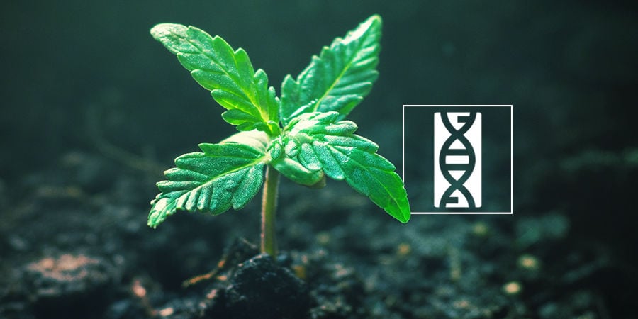 Seedfinder semi di cannabis: Genetica Dei Semi Di Cannabis