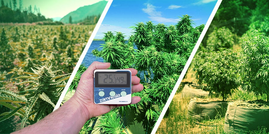 Seedfinder semi di cannabis: Clima