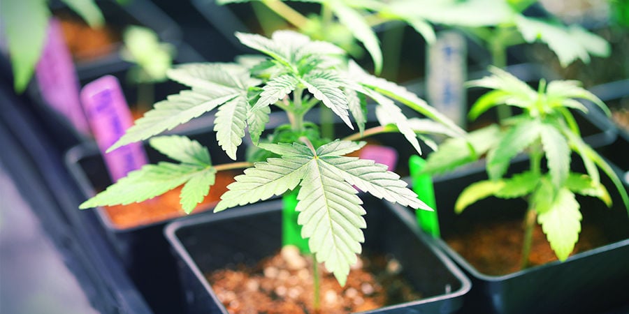 Seedfinder semi di cannabis: Spazio Di Coltivazione