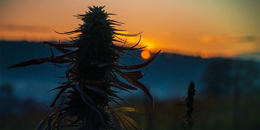 Seedfinder semi di cannabis: Dimensioni Della Pianta