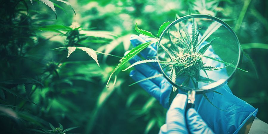 Conservazione Della Genetica Della Cannabis Desiderabile