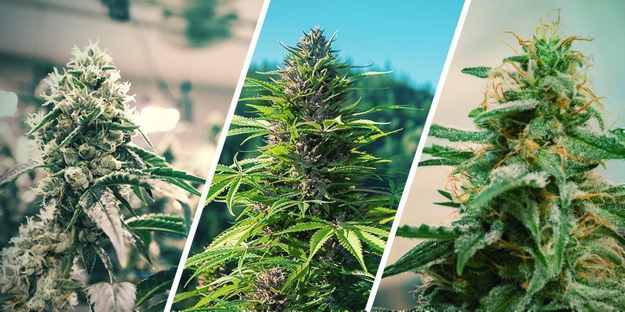 Rigenerare Piante Di Cannabis: Indoor Vs All'Aperto Vs Autofiorente