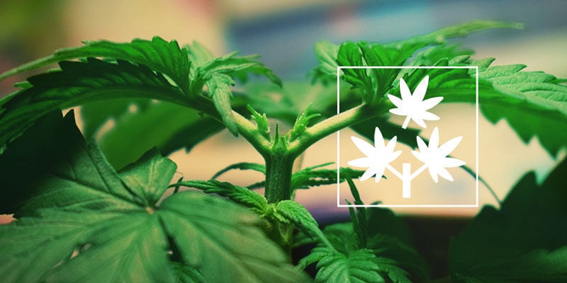 Cimatura Della Cannabis: Tutto Quello Che C'è Da Sapere