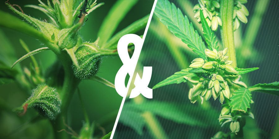 La connessione tra polline e breeding di cannabis