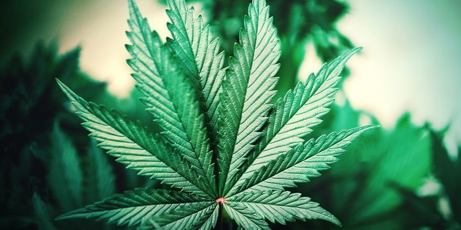 Come Posso Riconoscere Una Pianta Di Cannabis Indica?