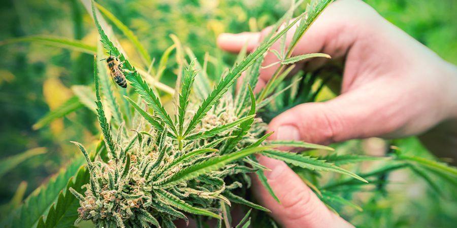 Come Riconoscere Una Pianta Di Cannabis Sativa