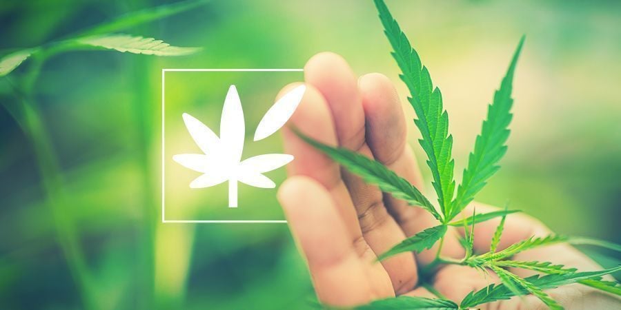 Tutto Sull’Anatomia Della Pianta Di Cannabis