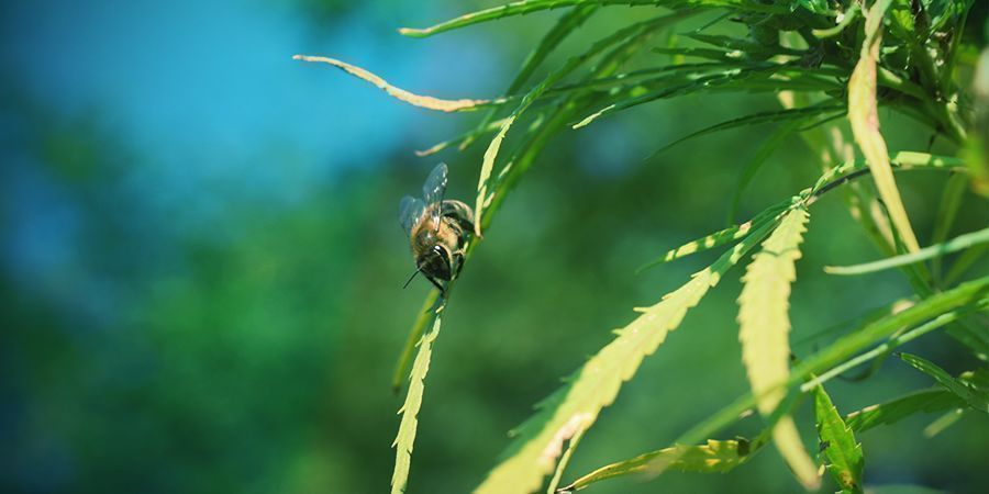 Piante Di Cannabis: Impollinazione