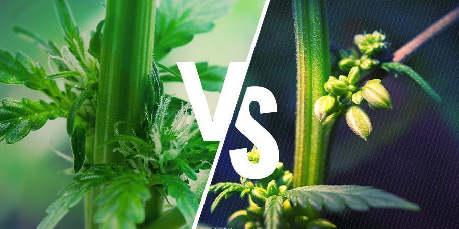 Genere delle Piante di cannabis: Piante Maschio vs. Piante Femmina