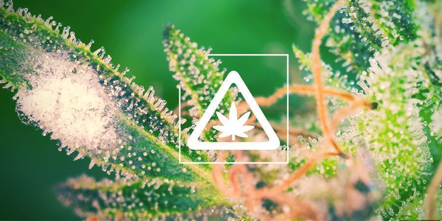 Problemi Comuni In Una Coltivazione Di Cannabis