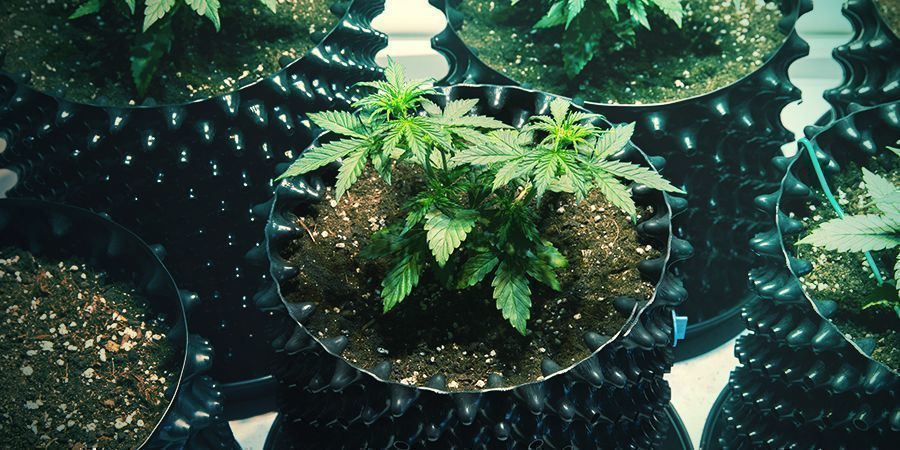 Air Pot Cannabis