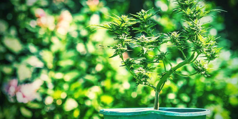 Consigli Per La Coltivazione Di Cannabis In Vasi