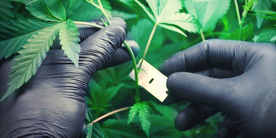 Coltivare Cannabis In Lana Di Roccia: Clonazione E Radicazione Dei Cloni