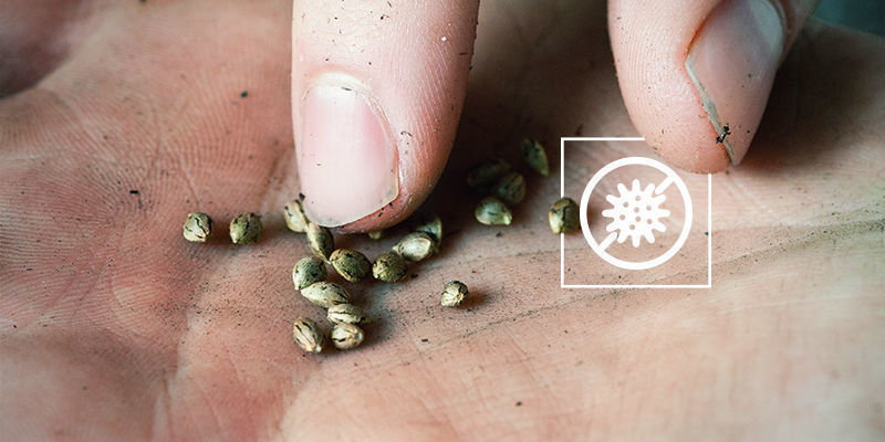 I semi di cannabis sono germinati, ma hanno smesso di crescere: Infezione fungina o batterica