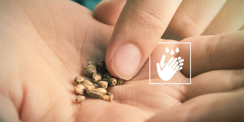 I semi di cannabis non germinano: Maneggiare i semi a mani nude